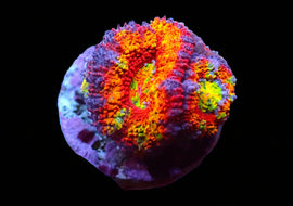Rainbow Crush Acan
