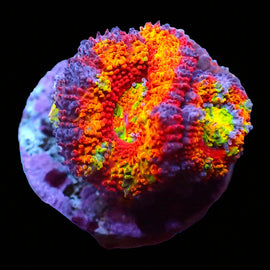 Rainbow Crush Acan