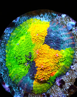 Crayola Meltdown Mini colony 1.5" plus