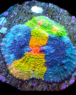 Crayola Meltdown Mini Colony