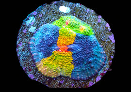 Crayola Meltdown Mini Colony