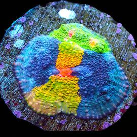 Crayola Meltdown chalice Mini Colony