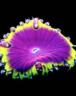 Crown Jewel Blasto