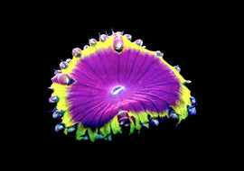 Crown Jewel Blasto