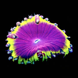 Crown Jewel Blasto