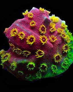 Fire Walker cyphasteria