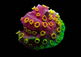 Fire Walker cyphasteria