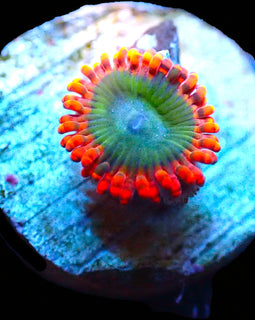 Electric Oompa Loompa zoa