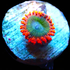 Electric Oompa Loompa zoa
