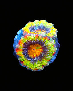 Fruitloops Rainbow Acan