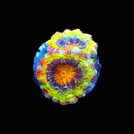 Fruitloops Rainbow Acan