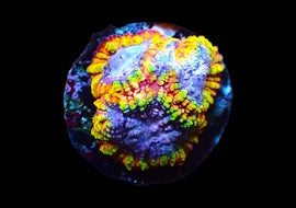 Rainbow Raptors Favia