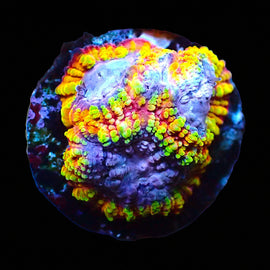Rainbow Raptors Favia