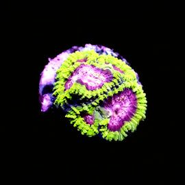 Ultra Favia