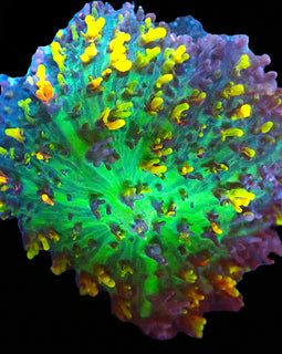 Fire shroom