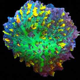 Fire shroom