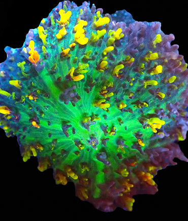 Fire shroom
