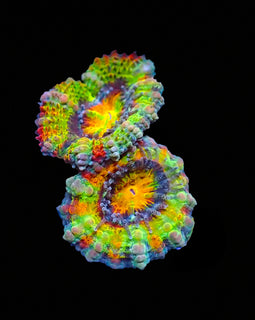 Fruitloops Rainbow Acan