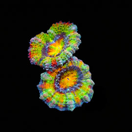 Fruitloops Rainbow Acan