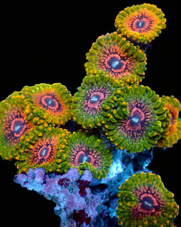 Grand Master Krack Zoas