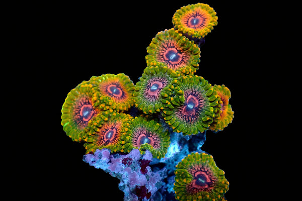 Grand Master Krack Zoas – Ultra LPS Corals
