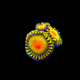 GB Golden Kiwi zoas