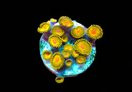 Large Frag of Golden Kiwi zoas
