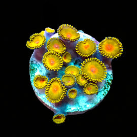 Large Frag of Golden Kiwi zoas