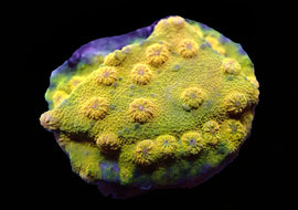 Gold Member cyphastrea