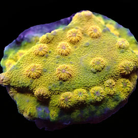 Gold Member cyphastrea