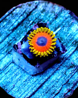 Great Owl Zoas