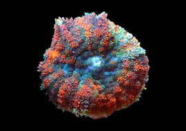 Gum Drop Mushroom