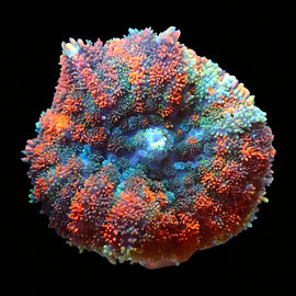 Gum Drop Mushroom