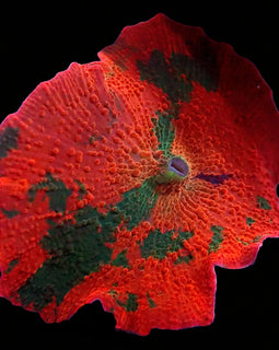 Tri Colour Jawbreaker Mushroom
