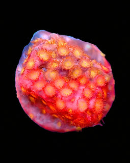 ULC Jawbreaker Grafted Cyphastrea