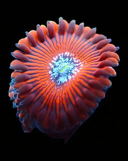 JF Crazy Lady Zoa