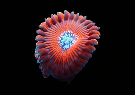 JF Crazy Lady Zoa