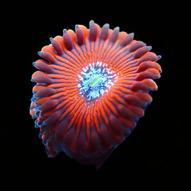 JF Crazy Lady Zoa
