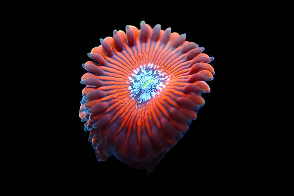 JF Crazy Lady Zoa – Ultra LPS Corals