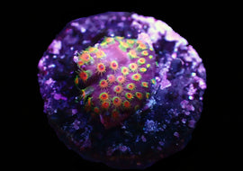 WWC Looney Tunes Stylocoeniella