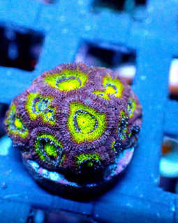 ULPS Lavender Princess Micromussa