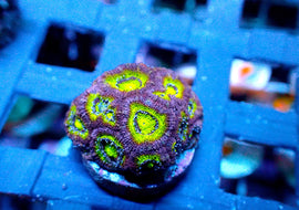 ULPS Lavender Princess Micromussa