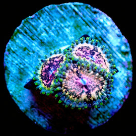 Legion Beast Zoas