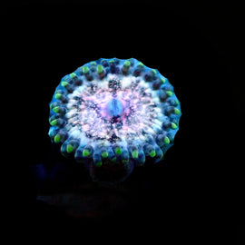 Legion Beast Zoa RARE!****