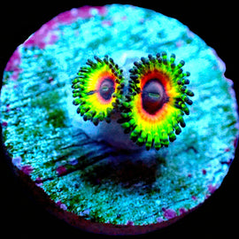 Little Shop of Horrors Zoa