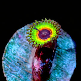 Little Shop of Horrors
