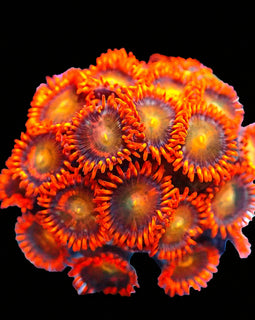 OG Lorax Zoa (* First time In Canada)