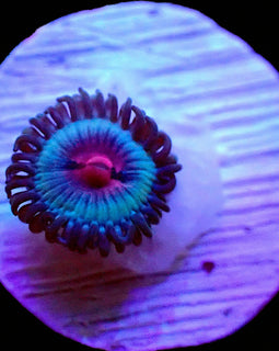Miami vice zoa