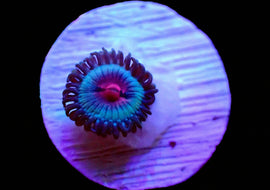 Miami vice zoa