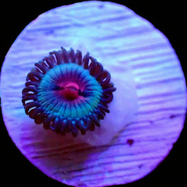 Miami vice zoa